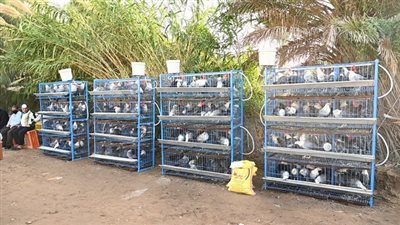 وزارتا الزراعة والتضامن توزعان 620 مشروع دجاج بياض بمحافظة كفر الشيخ