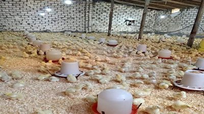 خسائر بالملايين بعاصمة صناعة الدواجن بالغربية