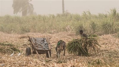 مصر على أعتاب الاكتفاء الذاتي في سلعة استراتيجية