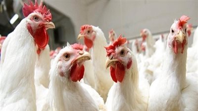بشرى سارة من وزراة التموين بشأن أسعار الدواجن