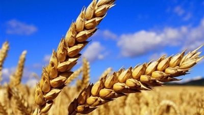 وزارة التموين تتعاقد لشراء ٤٨٠ ألف طن قمح