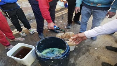 إعدام مواد غذائية فاسدة وغير صالحة للاستخدام الآدمى بالإسكندرية