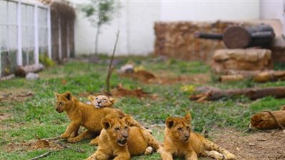 إصابة ثمانية أسود في حديقة حيوان هندية بكورونا