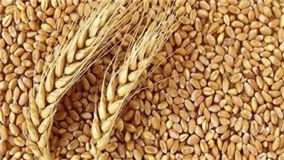 التموين تعلن استلام 2.2 مليون طن قمح من المزارعين