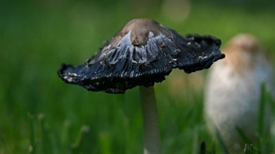 الفطر الأسود.. الصحة تعلن أسباب الإصابة وتقدم نصائح للحماية