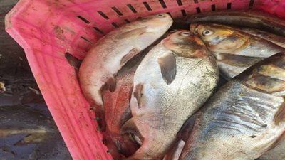 ضبط 30 طن لحوم وأسماك ودواجن مجمدة ومصنعاتهم غير صالحة للاستخدام الادمي