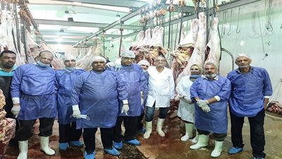 أطباء بيطري السويس تكشف على شحنة عجول قادمة من السودان