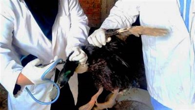 أستاذ فيروسات: إنفلونزا الطيور h10 لا ينتقل للإنسان