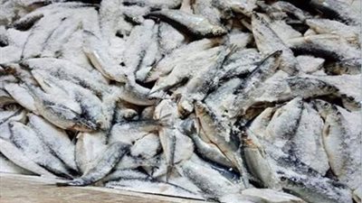 ضبط 3.1 طن أسماك وجمبري فاسد بالجيزة