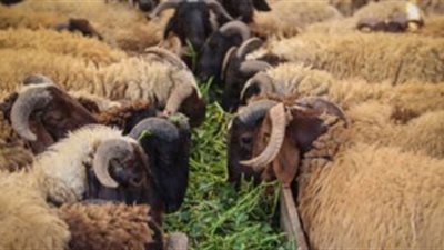 وزير التموين يعلن طرح 10 آلاف رأس من الخراف الحية