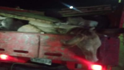 تموين الفيوم ضبط 20 حمار كامل على سيارة ربع نقل متجهة من سنورس طريق القاهرة و٤٤ بطاقة تموينية 