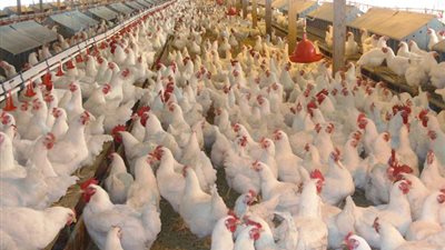 وزير الزراعة يعلن موافقة الإمارات على استيراد الدواجن المصرية