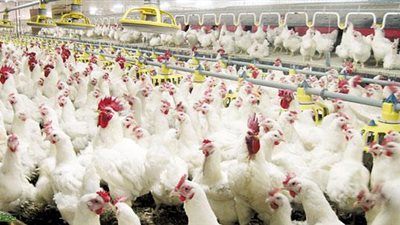 بالفيديو.. اشتعال أسعار اللحوم البديلة بالغربية بعد حملة 