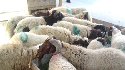 تعرف على شروط تقسيط 