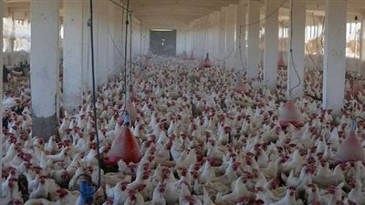 وزير الزراعة: لدينا اكتفاء ذاتى من البيض والدواجن والألبان