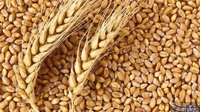 بسام راضي: حافز توريد القمح لن يقل عن 60 جنيها في الأردب