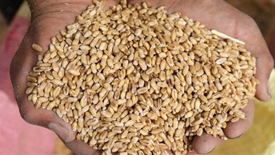 وزير التموين: تجهيز 400 نقطة لاستلام الأقماح المحلية