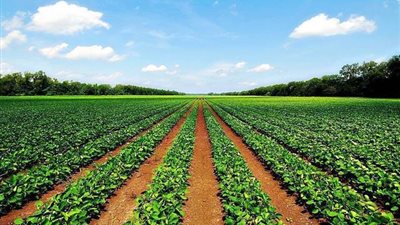 الحكومة تنفى تركيز الدولة فى مشروعات البنية التحتية على حساب زيادة الرقعة الزراعية