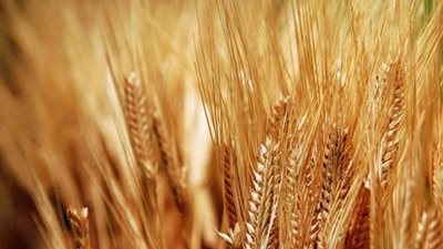 الحكومة تنفى تعقيد إجراءات توريد القمح