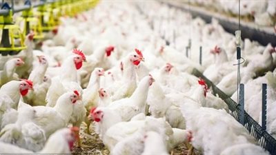 إعدام 70 ألف طائر بسبب إنفلونزا الطيور فى المكسيك