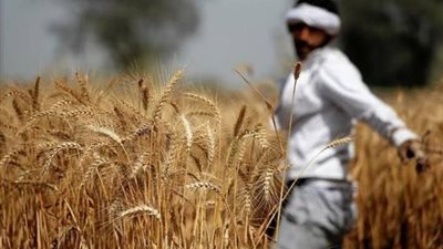 وزارة التموين تعلن حصر الأراضى المنزرعة بالقمح