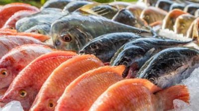 التموين تطرح أسماكا طازجة ومجمدة بتخفيضات 20%