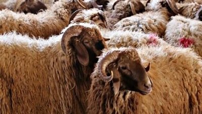 وزارة التموين: 39 شادر لبيع الخراف الحية والاسعار للقائم 90 جنيه
