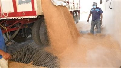 التموين توجه بصرف مستحقات المزارعين عن توريد القمح المحلى