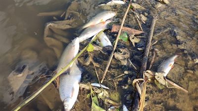 بولندا تعرض مكافأة 200 ألف يورو للكشف عن أسباب نفوق أسماك نهر أودر