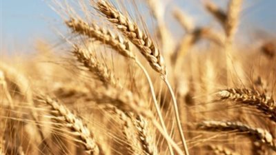 الحكومة تعتمد ألف جنيه سعرا استرشاديا لأردب القمح للموسم المقبل