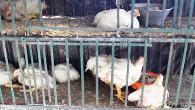 الزراعة: أسعار الدواجن ستعاود الإنخفاض.. ووسائل التواصل سبب الأزمة