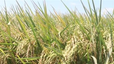 التموين: ارتفاع توريد الأرز الشعير لـ200 ألف طن حتى الآن