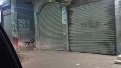 تنفيذاً لقرار مجلس الوزراء.. تحرير 472 مخالفة للمحلات 