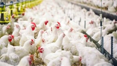 رفع مستوى خطر إصابة الدواجن بإنفلونزا الطيور فى عموم فرنسا