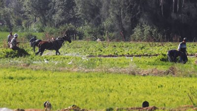 التموين تحذر مزارعي الأرز.. عدم صرف الأسمدة في هذه الحالة