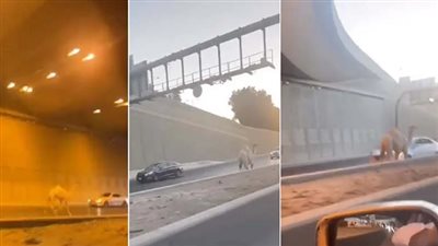 السعودية: جمل هائج يربك حركة السير فى شوارع الرياض 