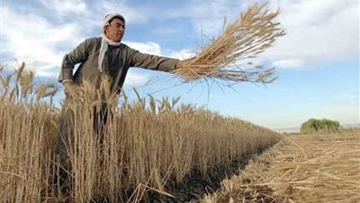 رسالة مطمئنة حول السكر والقمح.. المخزون يكفي حتى هذا التاريخ