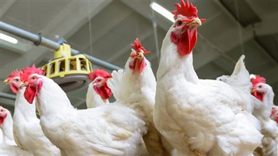 اسعار الدواجن.. ارتفاعات يومية في مستلزمات الأعلاف