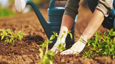 تسمم محاصيل مصر.. الحكومة تكشف الحقيقة