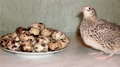 فوائد بيض السمان.. صحي لمناعتك وجلدك وبشرتك