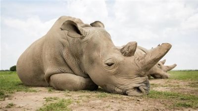 حقيقة انقراض وحيد القرن.. 
