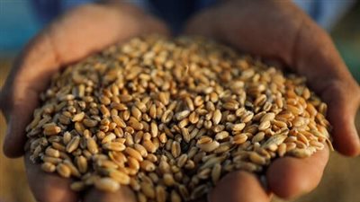 تحديد السيسي سعر توريد القمح.. مختصون يكشفون مفاجآت