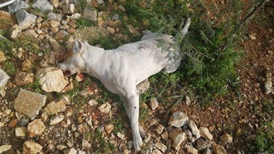 قتل كلاب صغيرة.. أغرب حكم قضائي في مصر