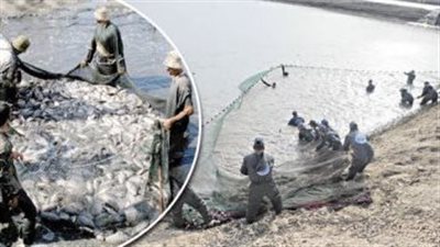 إنتاج مصر من الأسماك 2 مليون طن سنويا.. أعرف التفاصيل