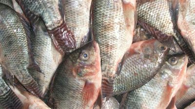 محافظ السويس يوفر أسماك البلطي للمواطنين بسعر ٣٠ جنيها