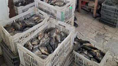 محافظة السويس تواصل الدفع بأسماك البلطي بمنافذ البيع