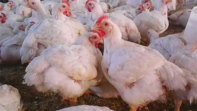 بقيمة 25%.. شعبة الدواجن تكشف حقيقة إنخفاض سعر الدواجن