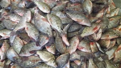 إقبال كبير علي منافذ بيع الأسماك البلطي بالسويس