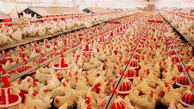 لحل الأزمة.. الحكومة: الدولة تتخذ قرارات من أجل التخفيف على مربي الدواجن 