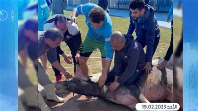 لـ فك النحس.. لاعبو غزل المحلة يذبحون عجلا على باب الاستاد